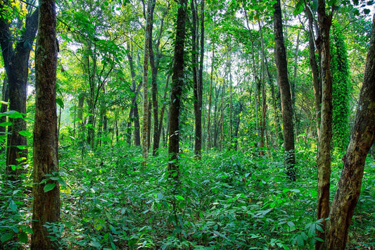 Green Sandalwood